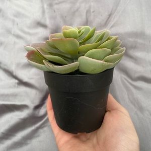 Fake Cactus Plant in Planter